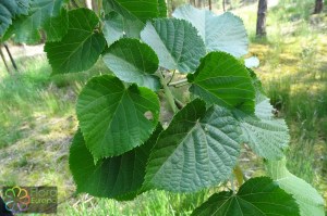 tilia tomentosa (2)